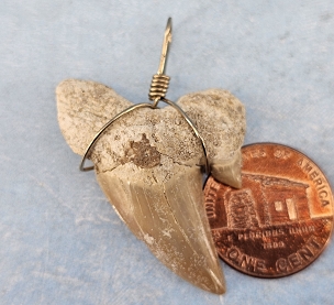 Very Cool Fossil Shark Tooth Pendant Wrapped in Sterling Silver