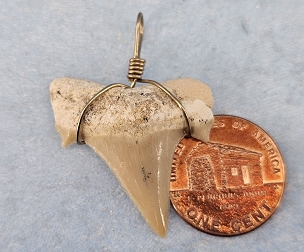 Very Cool Fossil Shark Tooth Pendant Wrapped in Sterling Silver