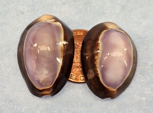 Set of 2 Stunning Snakehead Purple Top Cowrie Shells