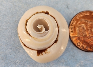 Sliced Shell Pendant