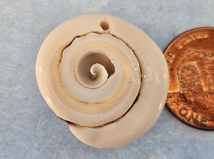 Sliced Shell Pendant