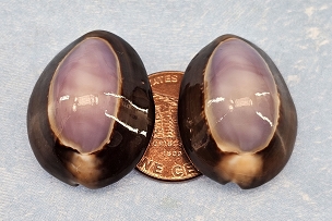 Set of 2 Stunning Snakehead Purple Top Cowrie Shells